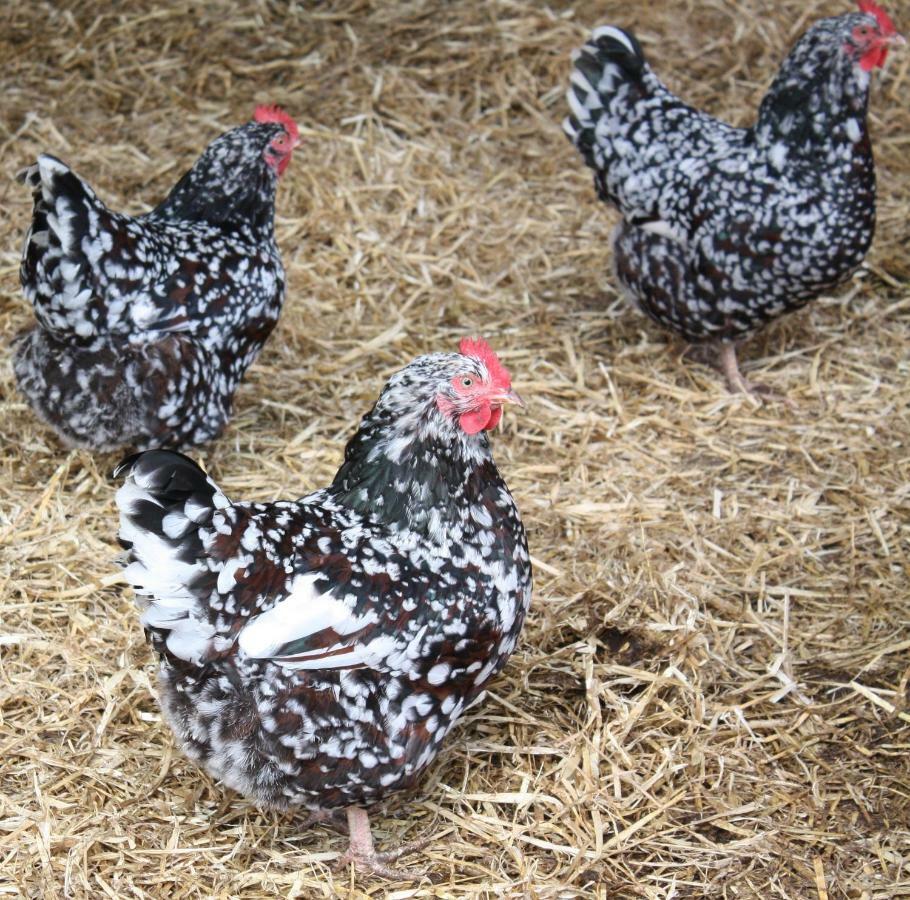 مبيت وإفطار نيوبورت Moreton Hall Farm المظهر الخارجي الصورة